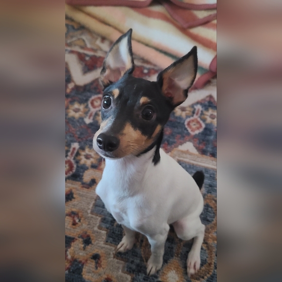 Meet your Posher, Tiff - Picture 3 of 16